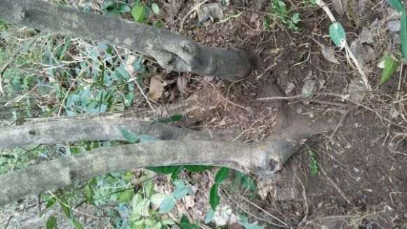 第一次挖老鸦柿下山桩