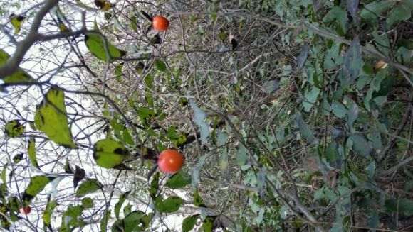 第一次挖老鸦柿下山桩