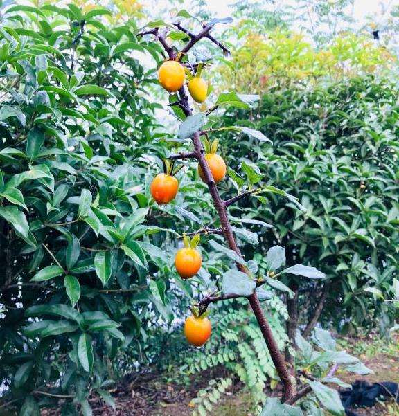 老鸦柿下山桩怎么区别公母