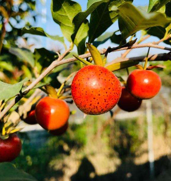 老鸦柿下山桩怎么区别公母