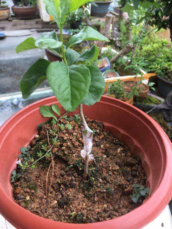 老鸦柿下山桩嫁接品种