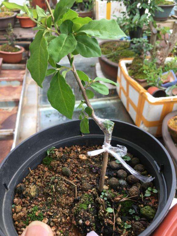 老鸦柿下山桩嫁接品种