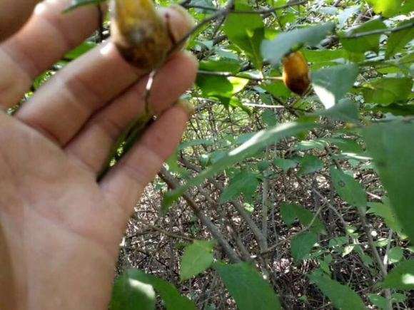 老鸦柿下山桩的变色和颜色干扰问题