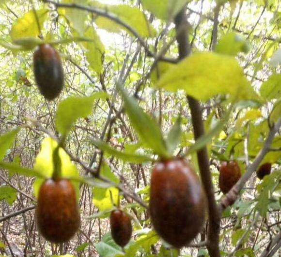 老鸦柿下山桩的变色和颜色干扰问题