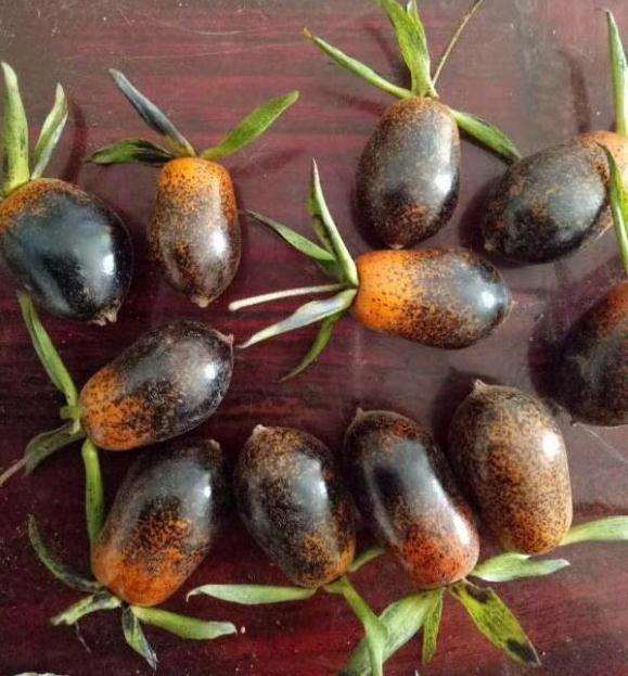 老鸦柿下山桩的变色和颜色干扰问题