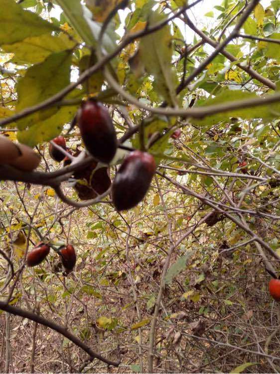 老鸦柿下山桩的变色和颜色干扰问题