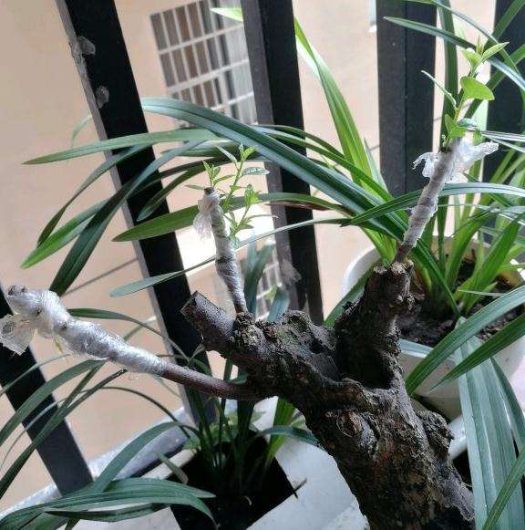 野柿子嫁接老鸦柿下山桩