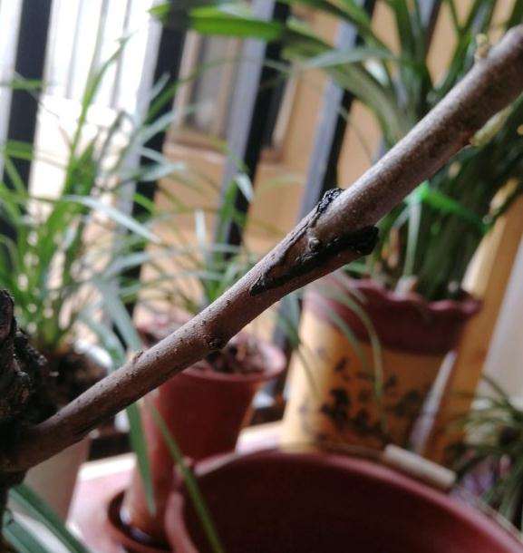 野柿子嫁接老鸦柿下山桩