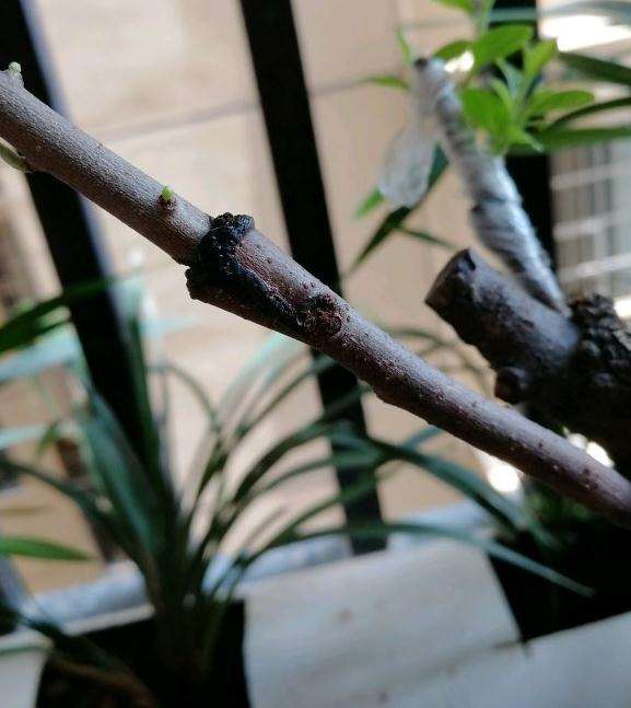 野柿子嫁接老鸦柿下山桩