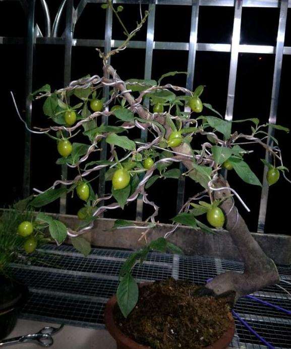 广东可以养殖老鸦柿下山桩吗