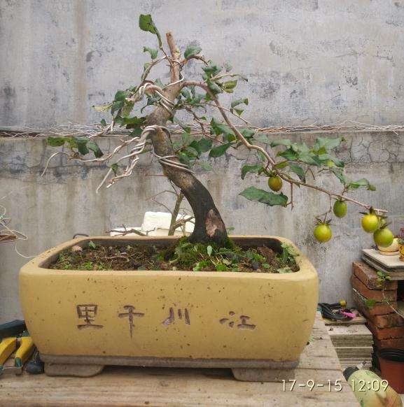 广东可以养殖老鸦柿下山桩吗