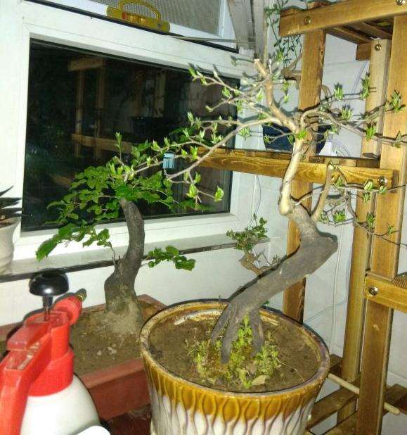 2颗老鸦柿下山桩在室内可以吗 图片