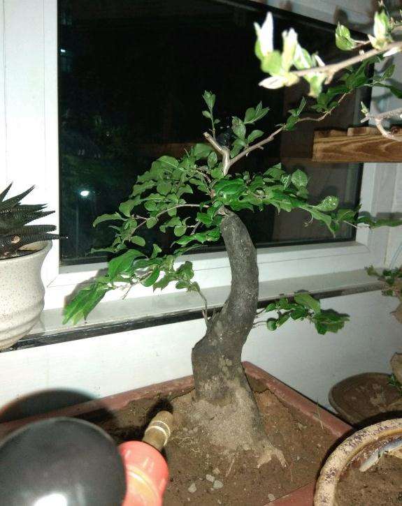 2颗老鸦柿下山桩在室内可以吗 图片