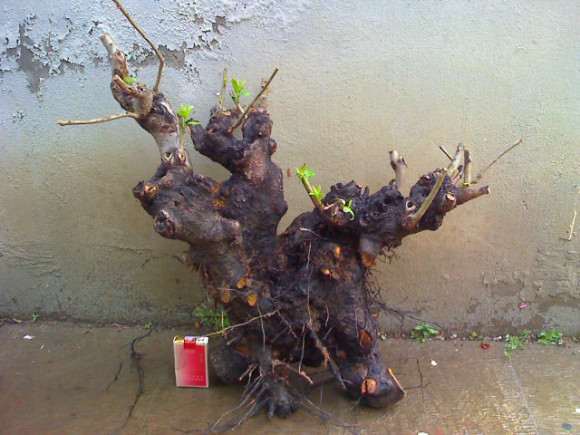 君迁子野柿子可以能嫁接老鸦柿下山桩吗