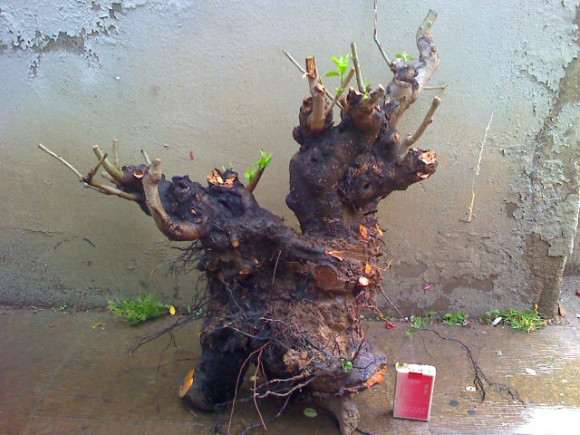 君迁子野柿子可以能嫁接老鸦柿下山桩吗