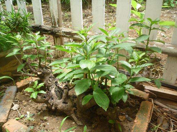 君迁子野柿子可以能嫁接老鸦柿下山桩吗