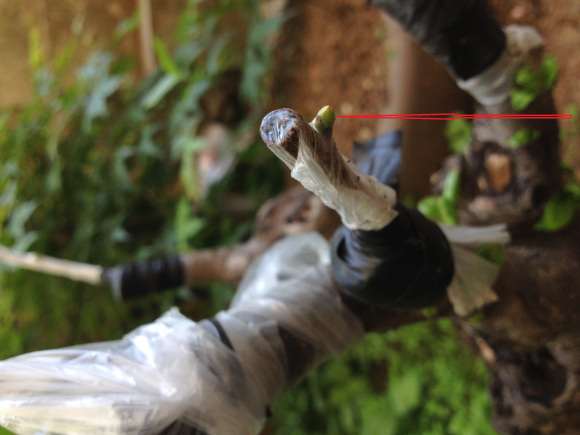 这1棵是用野柿子嫁接的老鸦柿下山桩吗