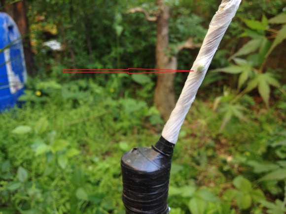 这1棵是用野柿子嫁接的老鸦柿下山桩吗