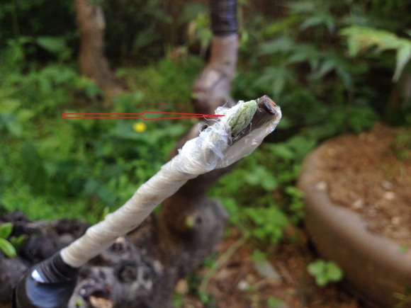 野柿子嫁接的老鸦柿下山桩吗