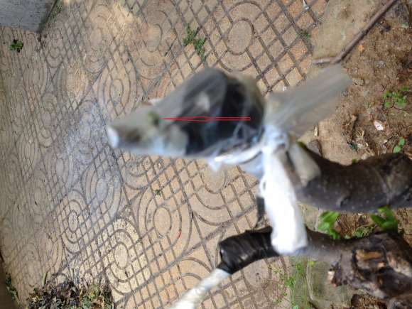 这1棵是用野柿子嫁接的老鸦柿下山桩吗