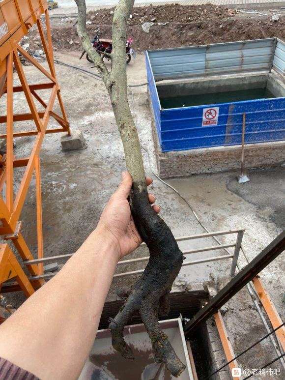 老鸦柿下山桩一般多久发芽啊 图片