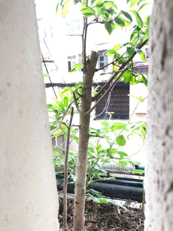 为什么老鸦柿下山桩叶子那么小