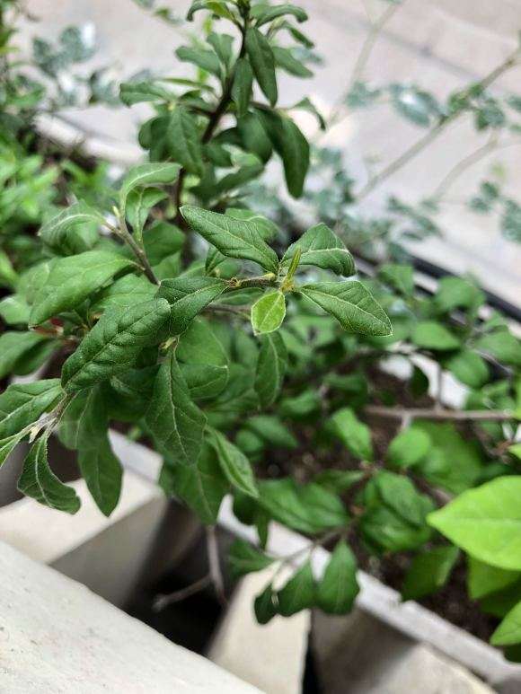 为什么老鸦柿下山桩叶子那么小