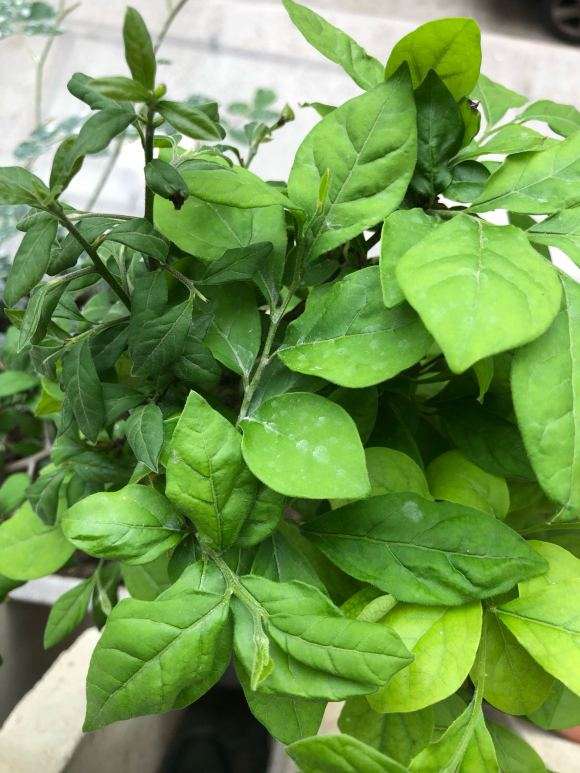 为什么老鸦柿下山桩叶子那么小