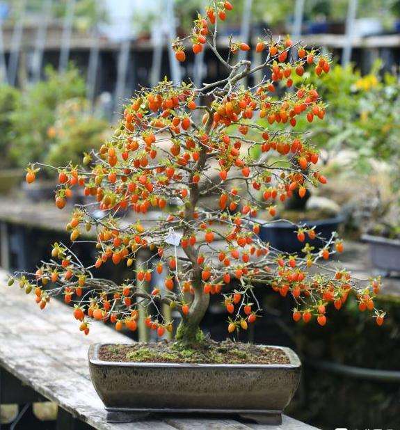 进口老鸦柿盆景