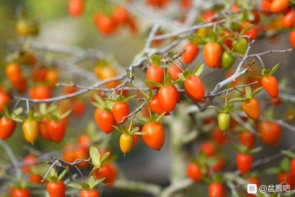 进口老鸦柿盆景