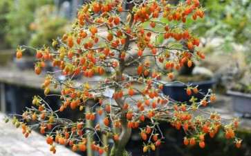 进口老鸦柿盆景 可以吗 进来看看 图片