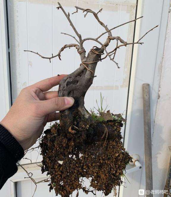 老鸦柿下山桩 根爆盆 怎么样