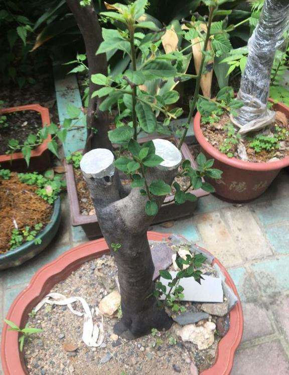 为什么老鸦柿下山桩1个月 都没动静