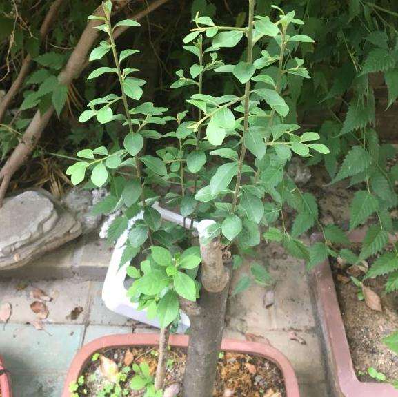 为什么老鸦柿下山桩1个月 都没动静