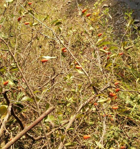 老鸦柿下山桩 挖了1棵 怎么样