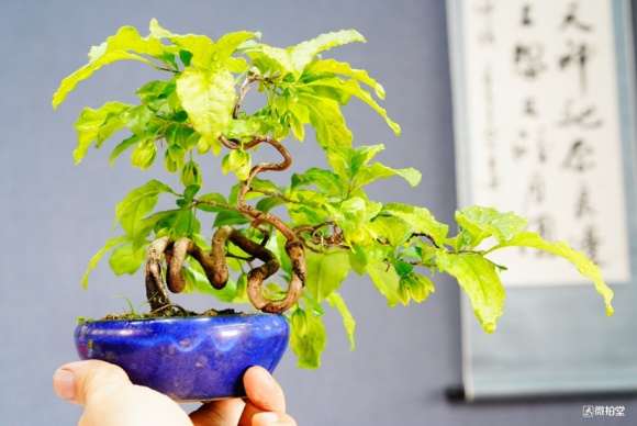 是日本进口的老鸦柿盆景吗