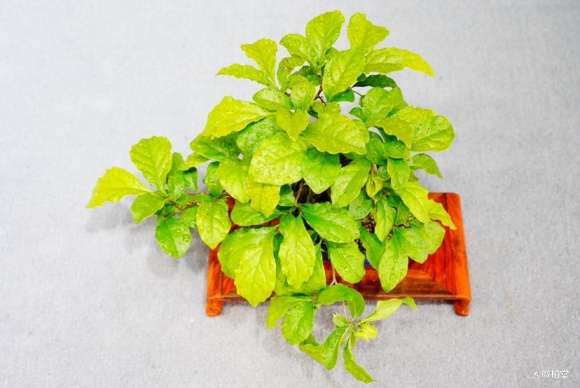 是日本进口的老鸦柿盆景吗