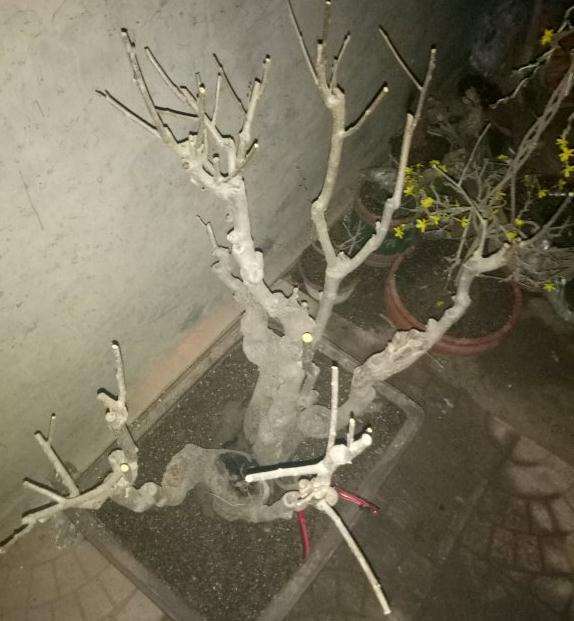 想嫁接老鸦柿下山桩