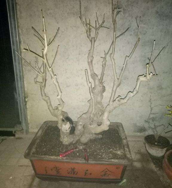 偶得1个柿子树 想嫁接老鸦柿下山桩