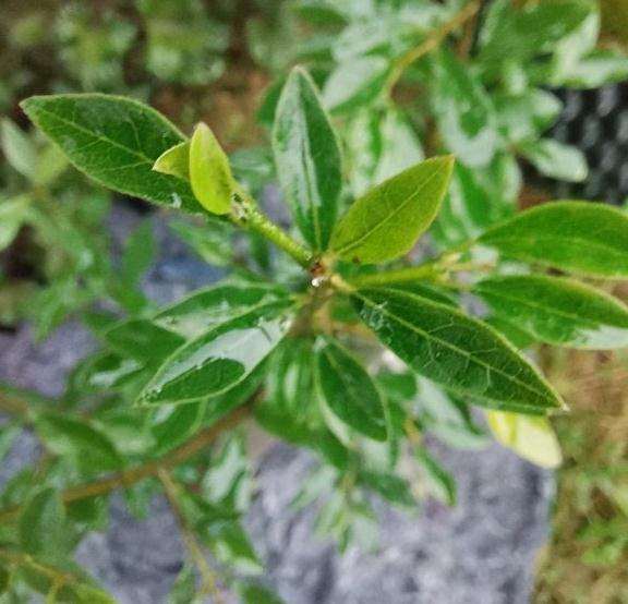 老鸦柿下山桩也有叶片区别