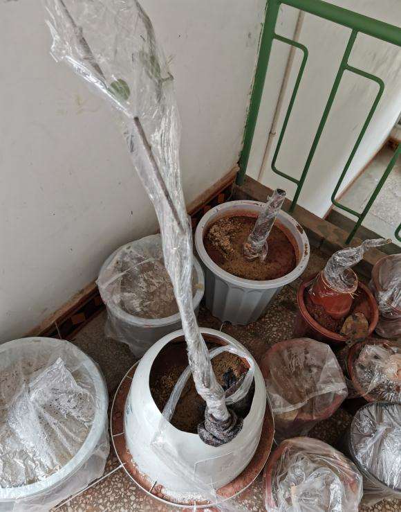 老鸦柿下山桩缠膜多长时间发芽 20天