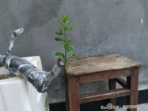 老鸦柿下山桩缠膜多长时间发芽 20天