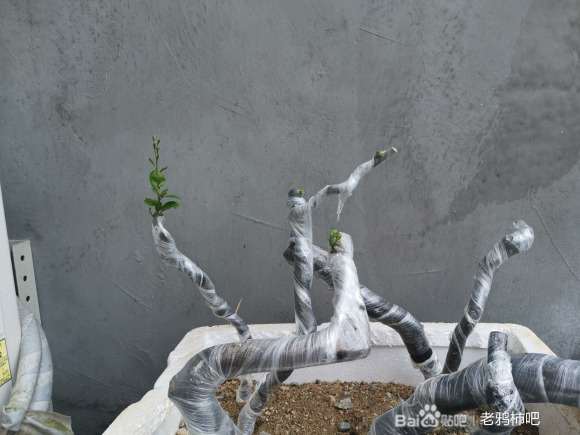 老鸦柿下山桩缠膜多长时间发芽 20天