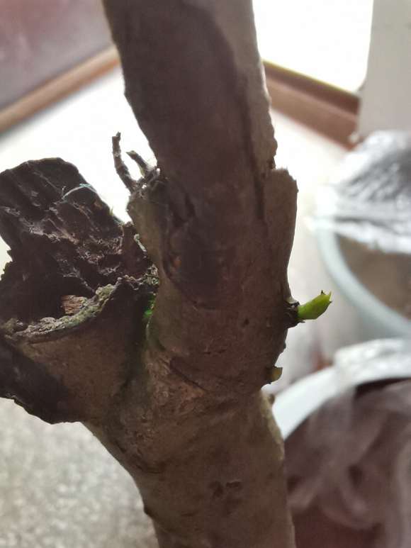 老鸦柿下山桩缠膜多长时间发芽 20天