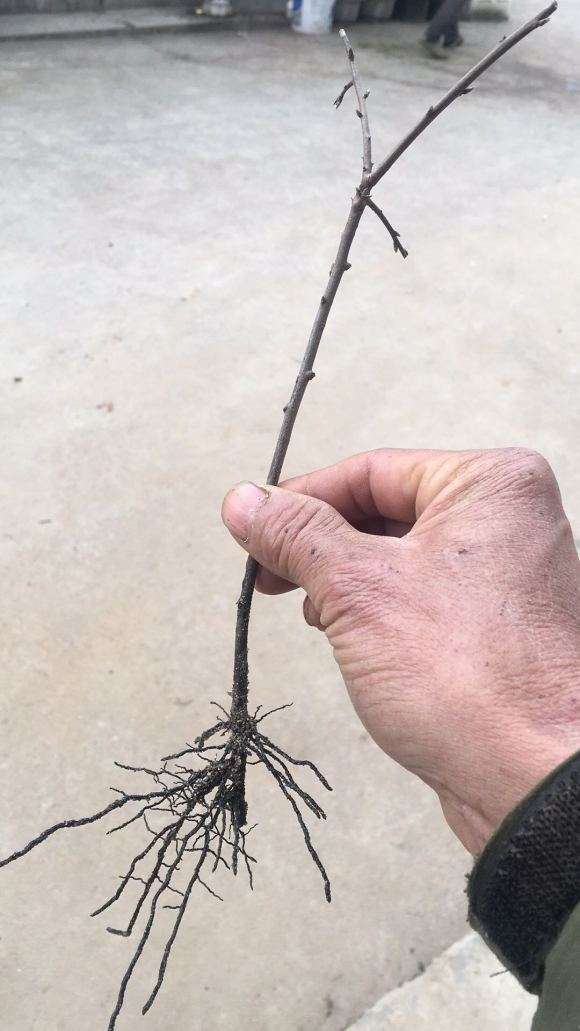 老鸦柿下山桩插扦苗试验成功