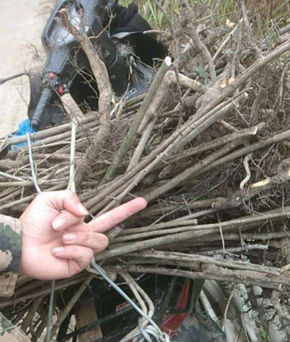 昨天挖到70棵老鸦柿下山桩 可以吗 图片