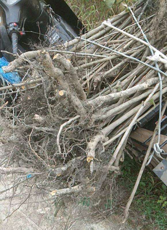 昨天挖到70棵鸦柿下山桩