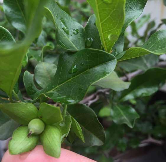 用公老鸦柿下山桩授粉的母金弹子 图片