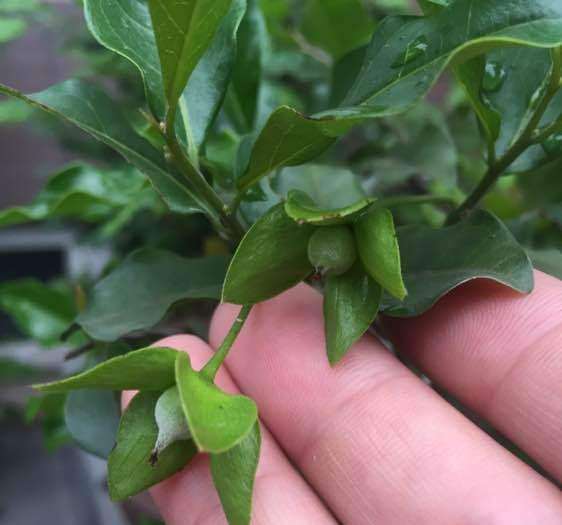 用公老鸦柿下山桩授粉的母金弹子