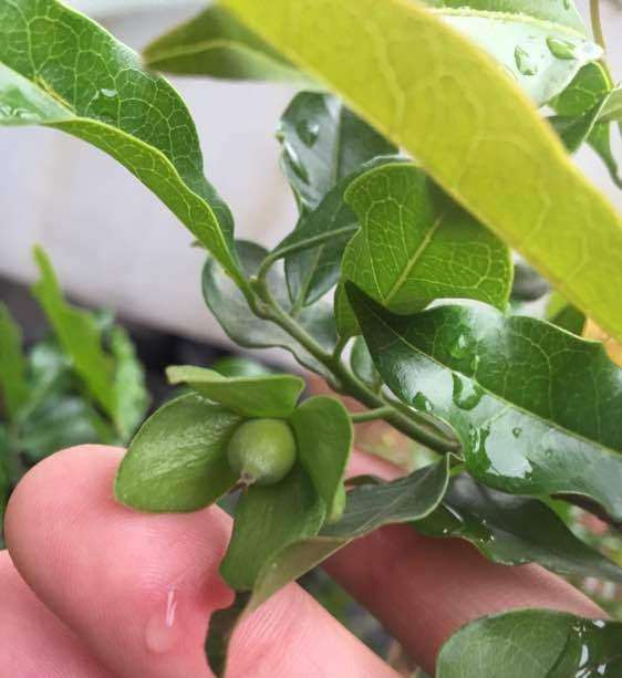 用公老鸦柿下山桩授粉的母金弹子